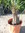Trachycarpus-fortunei / Hanfpalme