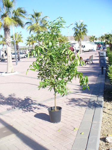 Mandarinenbaum / Citrus reticulata,