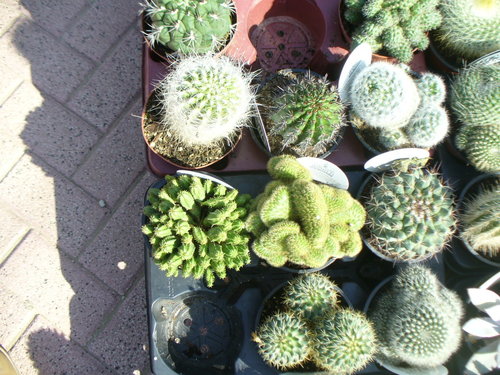 Mezcla Suculentas cactus