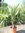 Trachycarpus-fortunei - palmera excelsa
