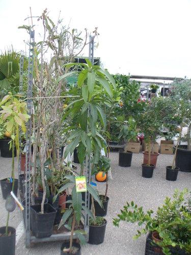 Mangobaum, veredelt - 90 -110 cm