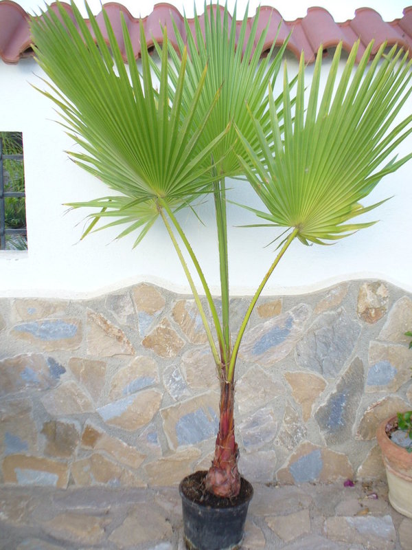 Washingtonia Palme - robusta -