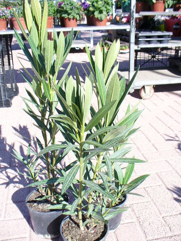 6x Nerium Oleander, Adelfa - Busch