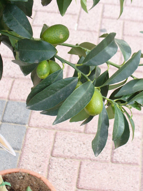 Limquat - Minizitronenbaum