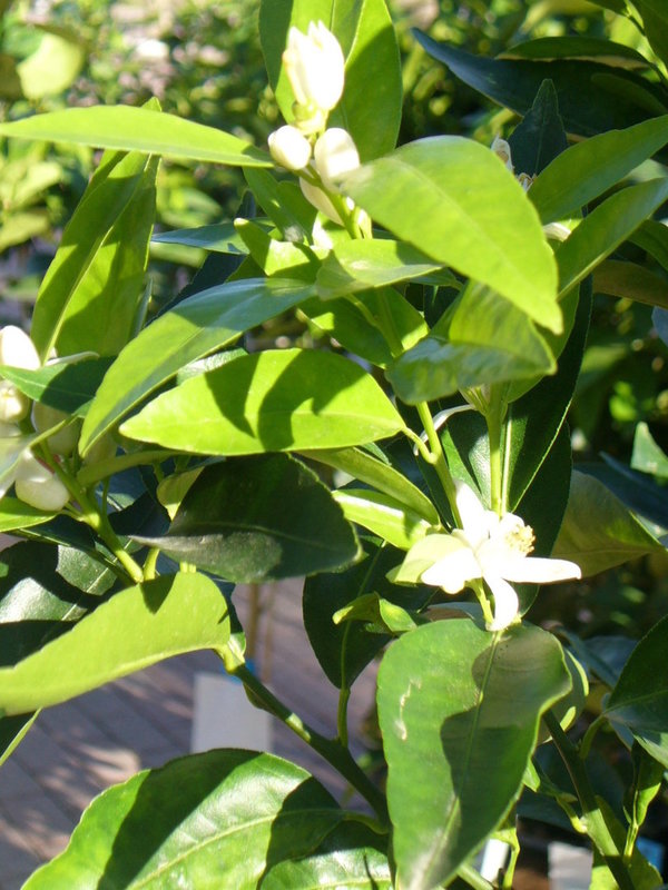 Mandarinenbaum / Citrus reticulata,