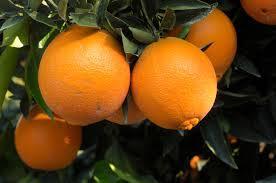 Orangenbaum / Citrus sinensis, naranjo