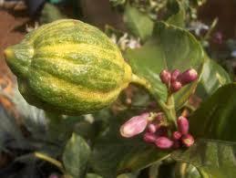 Limon variegata