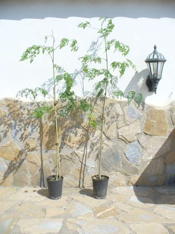 Moringa oleifera / Meerrettichbaum