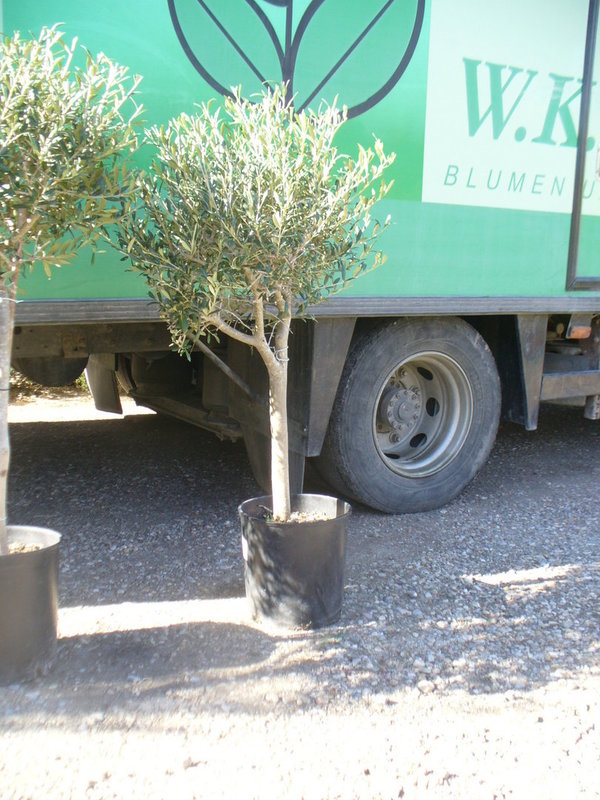 Olivenbaum, Olea europaea ca.130-140 cm