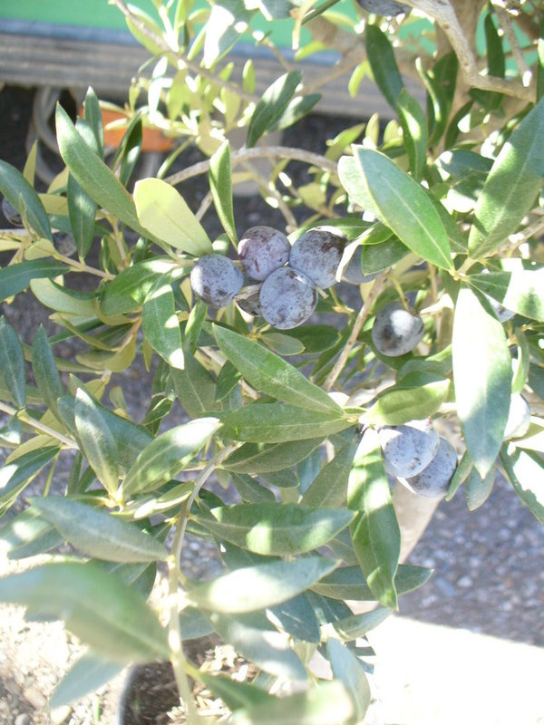 Olivenbaum, Olea europaea ca.130-140 cm