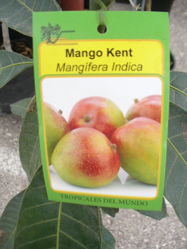 Mangobaum, veredelt - 90 -110 cm