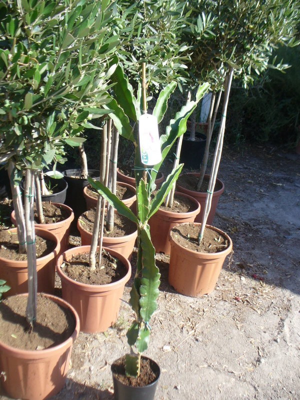 Drachenfrucht,Pitaya,Kaktus ca.120-140cm