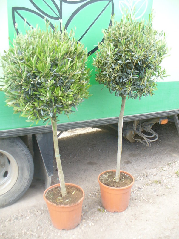 Olivenbaum deco 150 cm 70/80 Stamm gerade