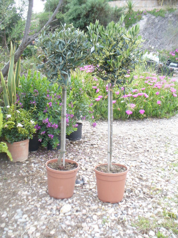 Olivenbaum Styl deco,110/120 cm