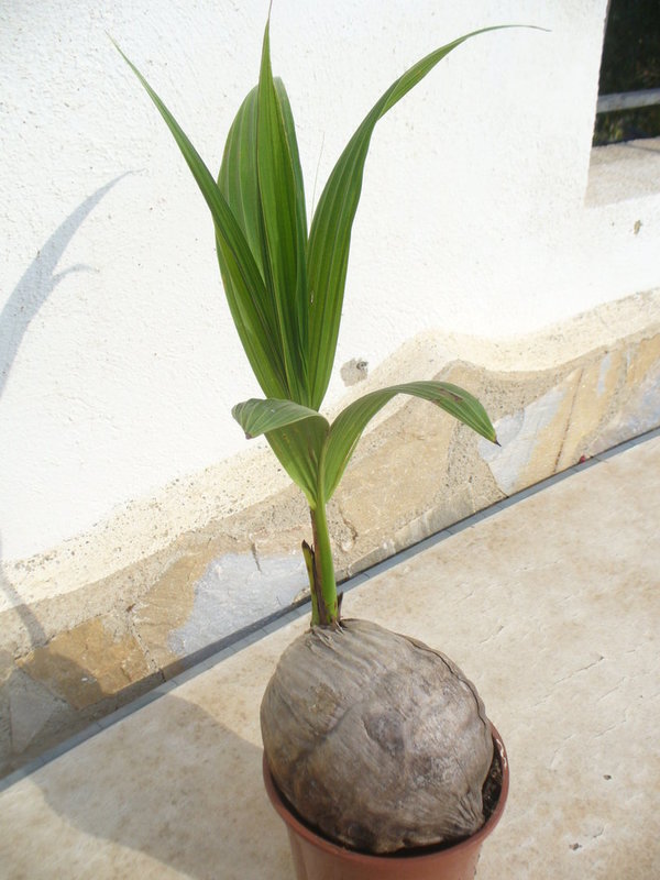 2 Echte Kokosnusspalmen (Cocos nucifera) 55-60 cm, Kokospalme