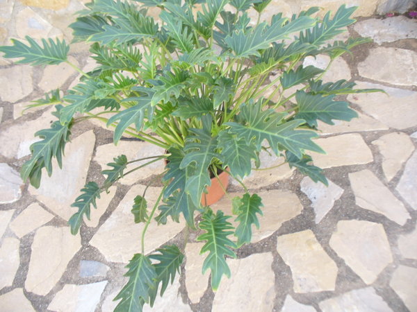 Thaumatophyllum xanadu (Philodendron) Imposante Zimmerpflanze …