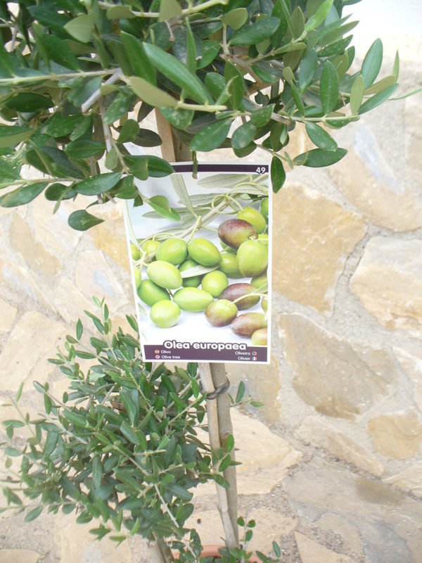 Oliven-Bonsai (Style) PonPon / Olea europaea eine schöne Pflanze …