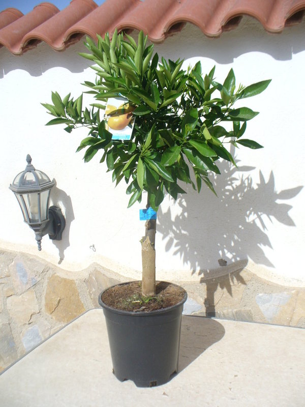 1x Mandarinenbaum kurzer Hochstamm / Zitrus mandarino/clementino 95-100 cm …
