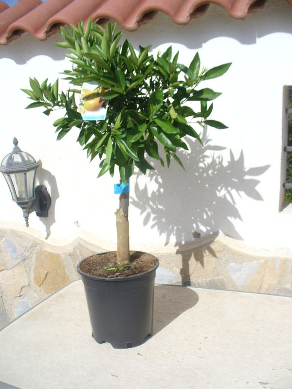 1x Mandarinenbaum kurzer Hochstamm / Zitrus mandarino/clementino 95-100 cm …