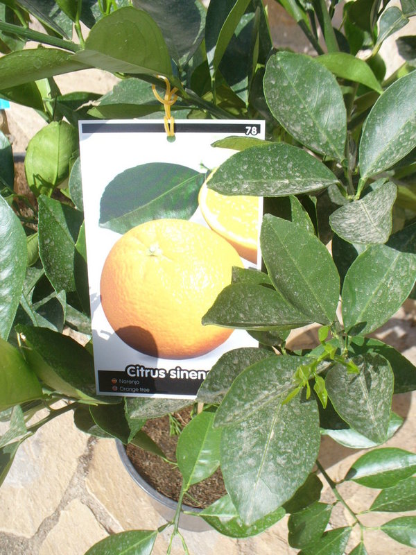 1 Orangenbaum kurzer Hochstamm, Citrus - sinensis naranjo, Verschiedene Sorten ca. 95-100 cm hoch …