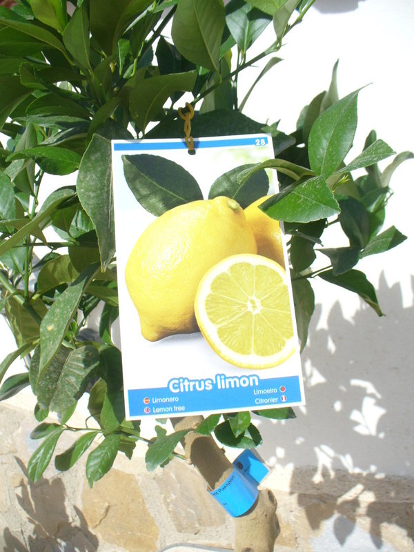 Zitronenbaum kurzer Hochstamm ca. 95-100 cm (gesamt) …