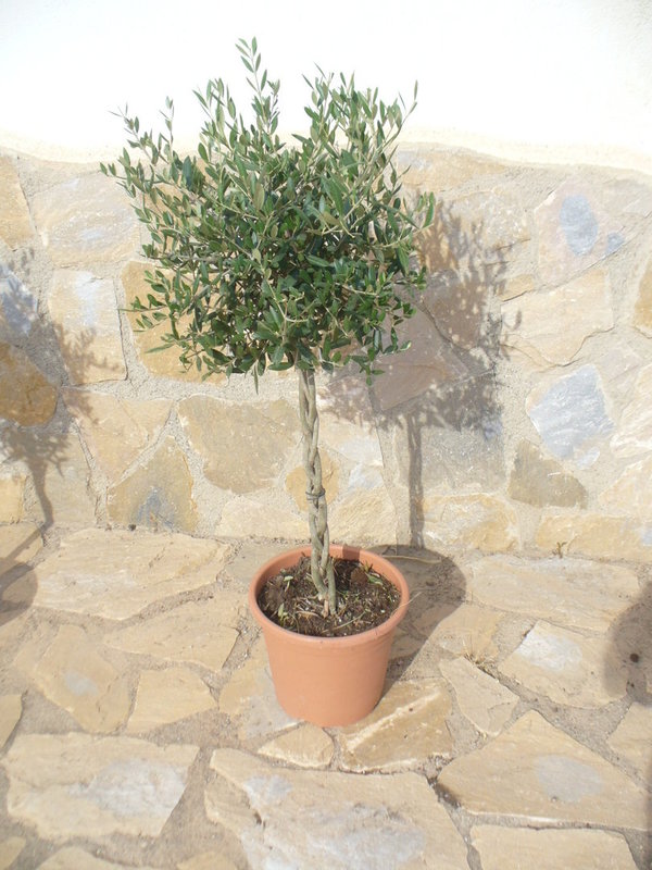 Gedrehter Oliven Hochstamm / Olea europaea eine schöne Pflanze …