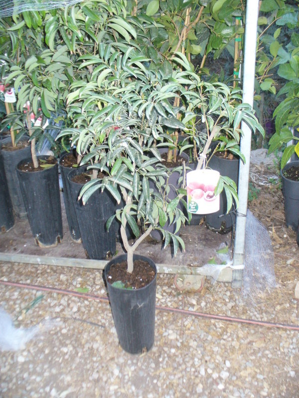 Litchibaum (Litchi chinensis) junger Baum.