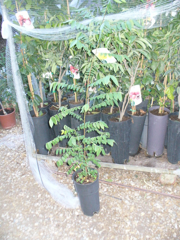 Sternfruchtbaum, (Averrhoa carambola),