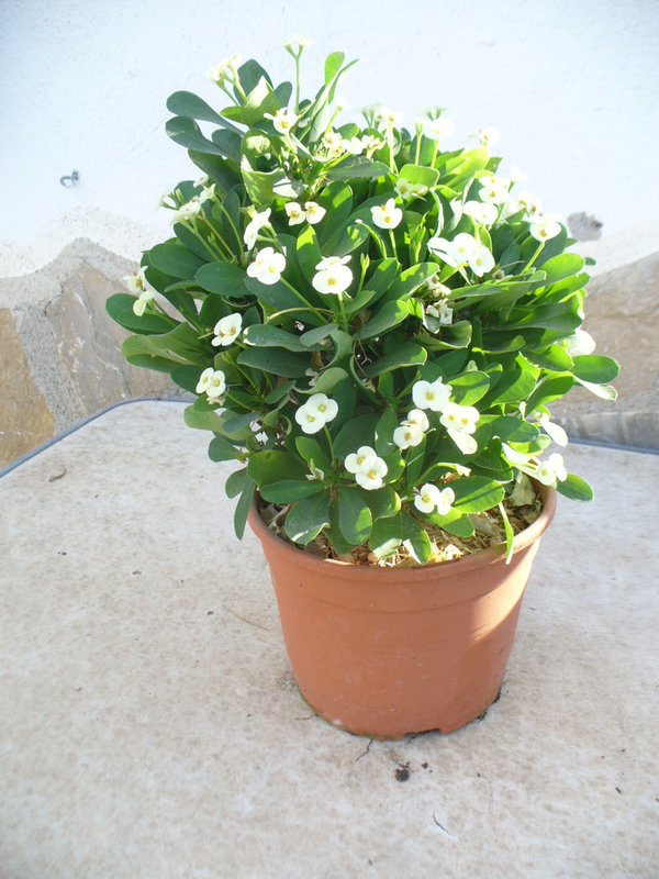 Christusdorn (Euphorbia millii) weiss