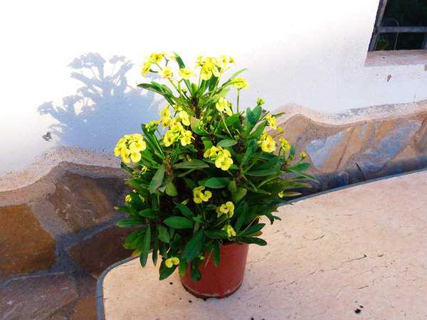Christusdorn (Euphorbia millii) gelb